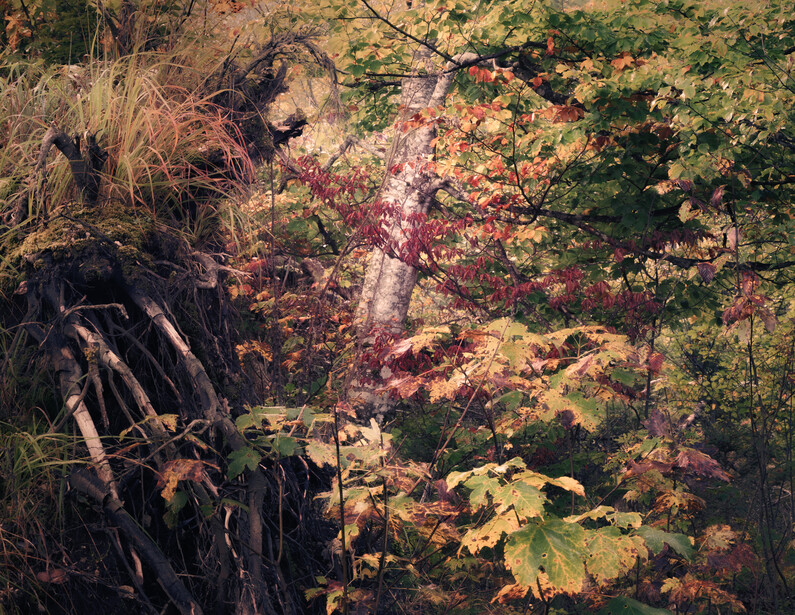 Layered autumn foliage with warm and cool color tones blending throughout dense woodland vegetation.