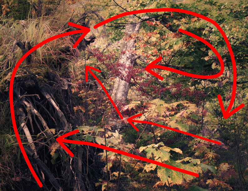 Aerial view of forest with red arrows overlaid showing compositional flow through autumn foliage and tree canopy.