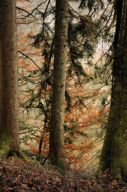 Two tall evergreen trees with moss-covered trunks framing autumn foliage in soft, diffused light.