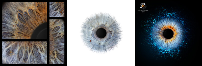 Macro photography comparison of three iris variations showing textural detail and color grading techniques.