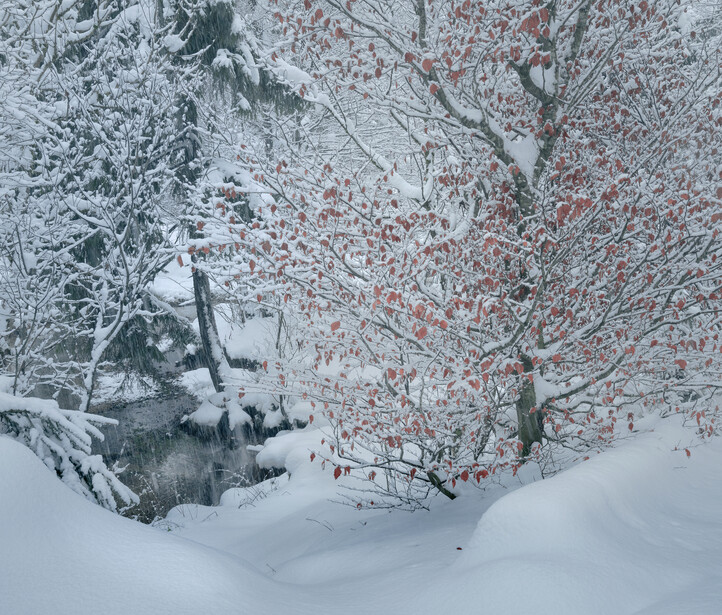 Snow-covered forest scene with frost-laden evergreens on the left and a tree with red berries on the right.