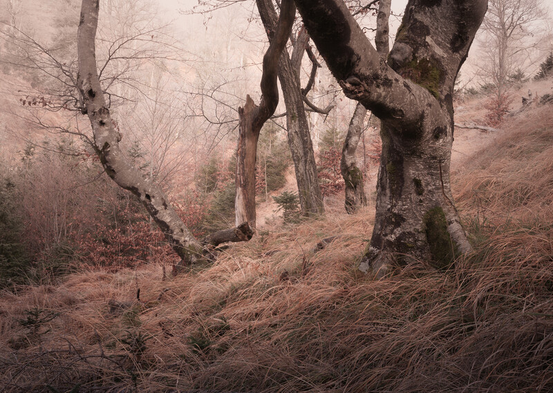 Gnarled trees with twisted trunks line a misty forest path covered in fallen leaves.