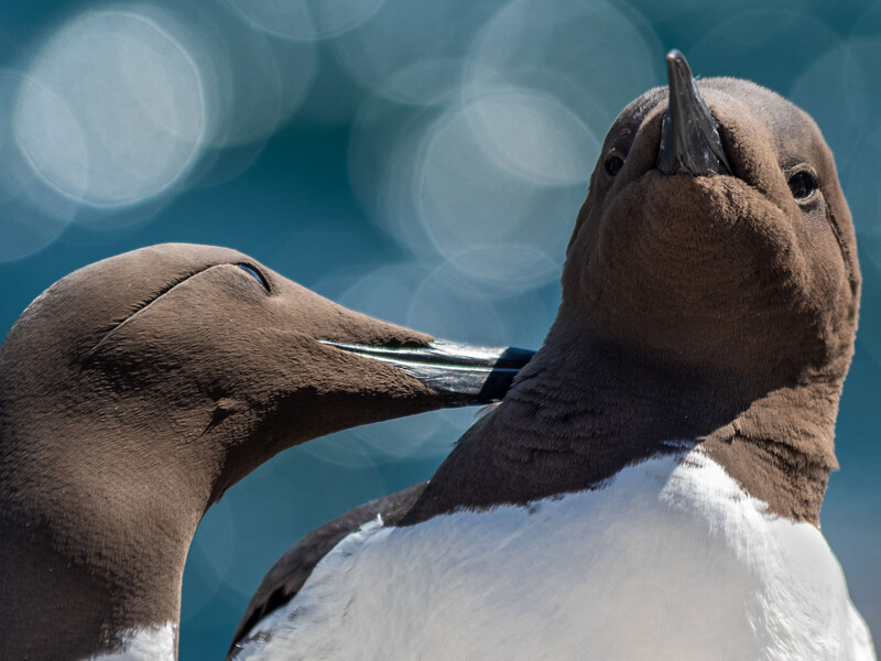 Two seals interacting closely against a bright blue water background with bokeh light effects.