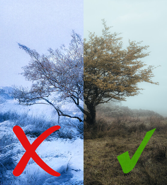 Split-screen comparison of two trees in winter conditions, with red X marking frost-covered left side and green checkmark marking right side in fog.