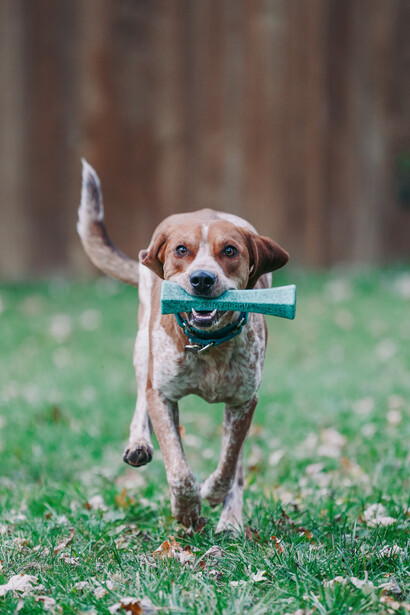 Brown and white dog running toward camera across grass, carrying blue toy in mouth.