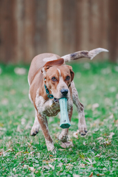 Brown dog carrying a white plastic bottle in its mouth while running through grass.