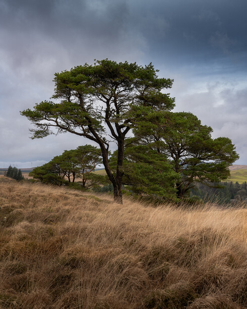 Solitary acacia tree with spreading canopy in golden grassland under overcast sky.