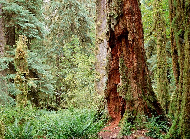 Ancient conifer forest with massive moss-covered tree trunks and lush green understory vegetation along a forest path.
