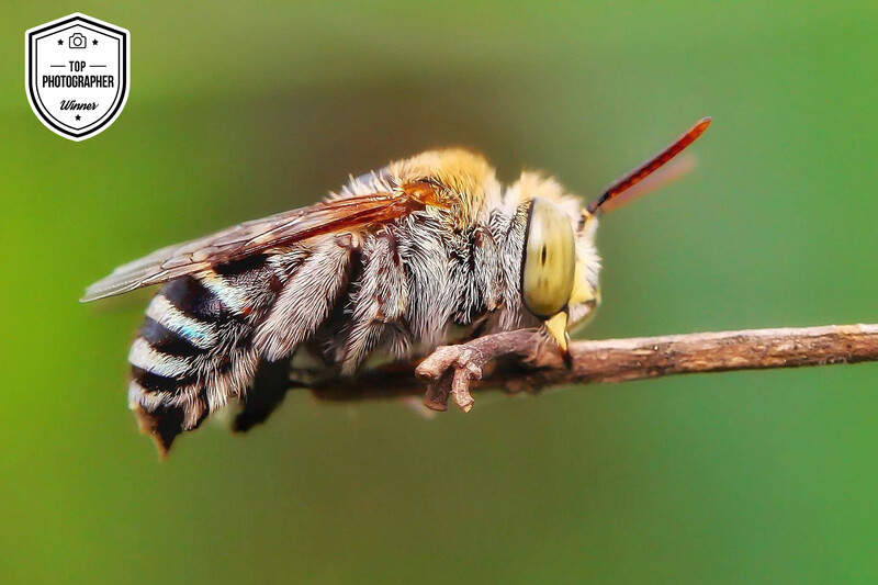 Bee with fuzzy body and striped abdomen perched on a thin branch against a soft green background.