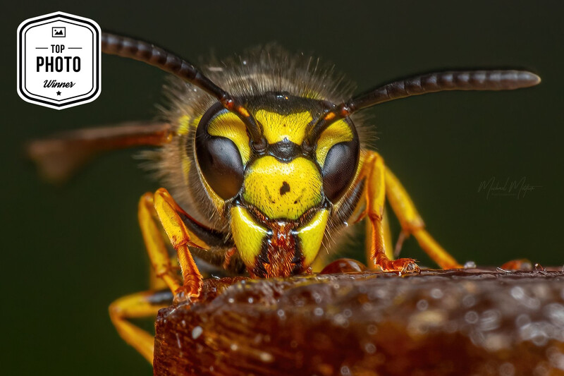 Close-up macro photograph of a yellow and brown wasp with large compound eyes and detailed facial structure.