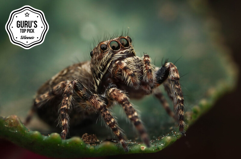 Jumping spider with prominent eyes and hairy brown body on a moss-covered surface.