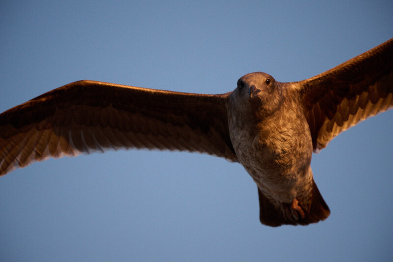 A seabird in flight against a clear blue sky, wings fully extended and captured from below.