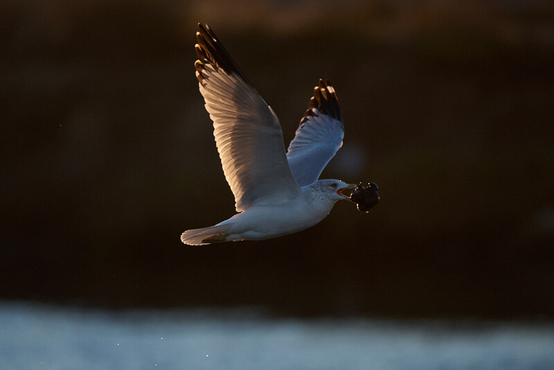 White gull captured mid-flight against a dark background, wings spread wide with golden-hour backlighting.
