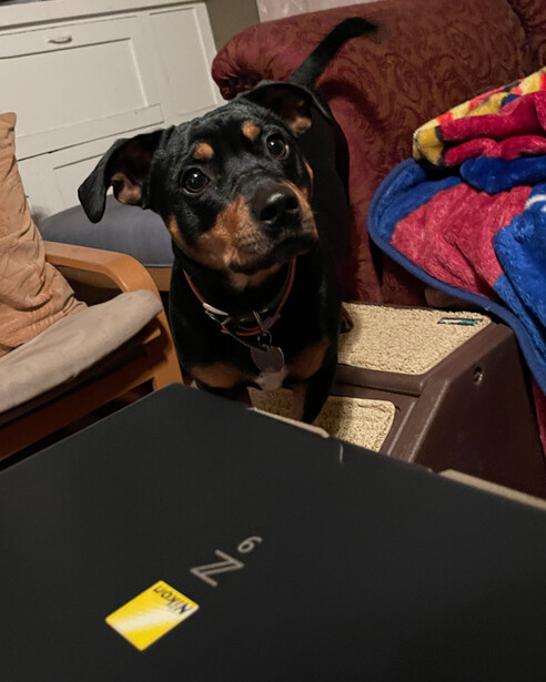 Black and tan dog sitting at a table with a laptop, looking directly at camera.