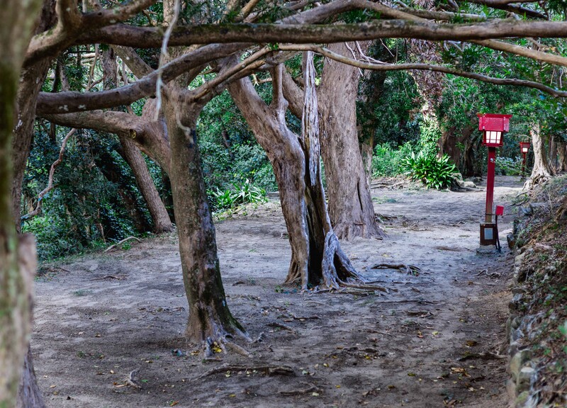 Gnarled tree trunks creating natural archway over shaded forest path with red mailbox visible in distance.
