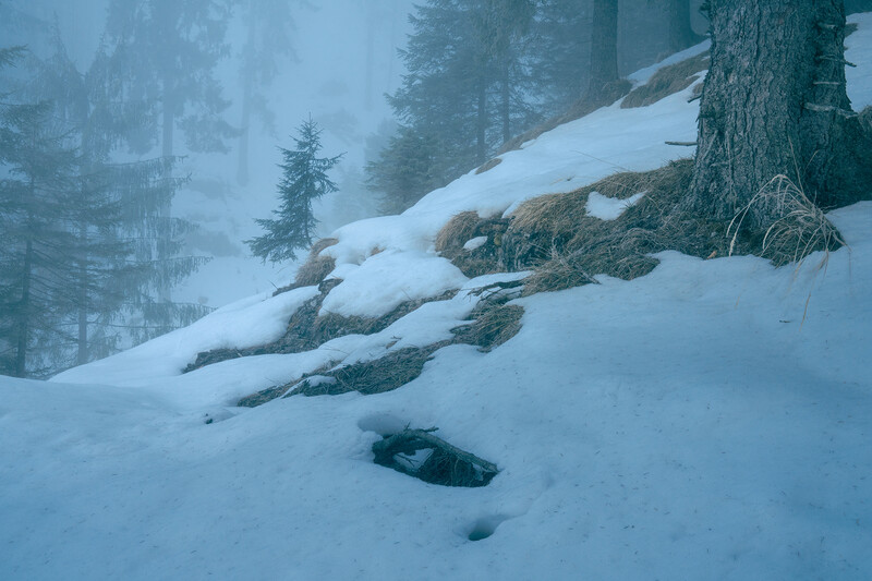 Snow-covered forest slope with partially buried logs and small holes in the deep snow, surrounded by evergreen trees in fog.