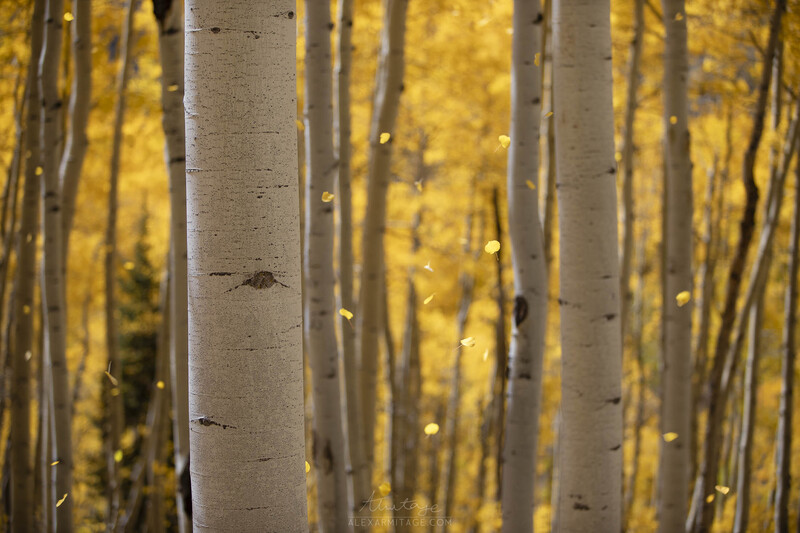 White birch tree trunks in sharp focus with golden aspen foliage blurred in the background.