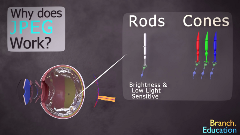 Why JPEG works. Rods and Cones in the human eye.