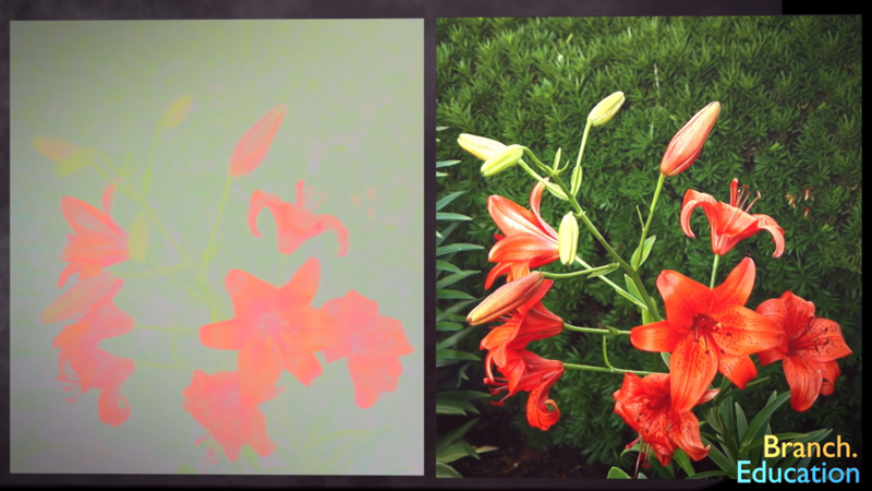 Images showing chrominance vs luminance