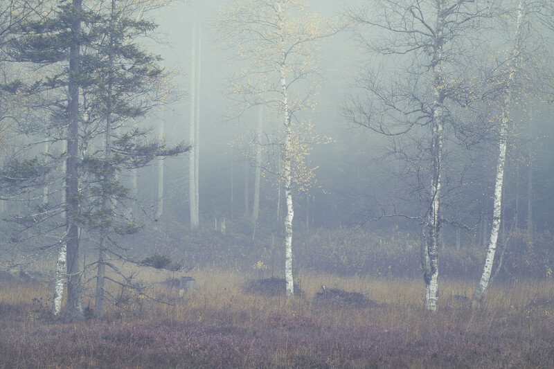 Misty forest landscape with white birch trees in the foreground and coniferous trees fading into fog.