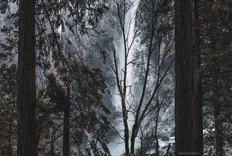 Tall coniferous trees frame a bare deciduous tree in misty forest light.