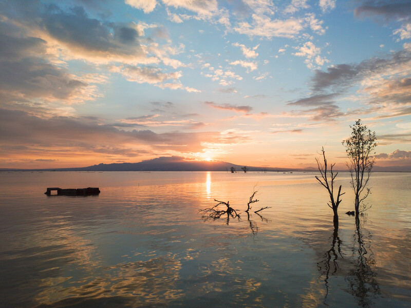 Serene coastal sunrise with silhouetted dead trees in shallow water and golden light reflecting across calm bay.