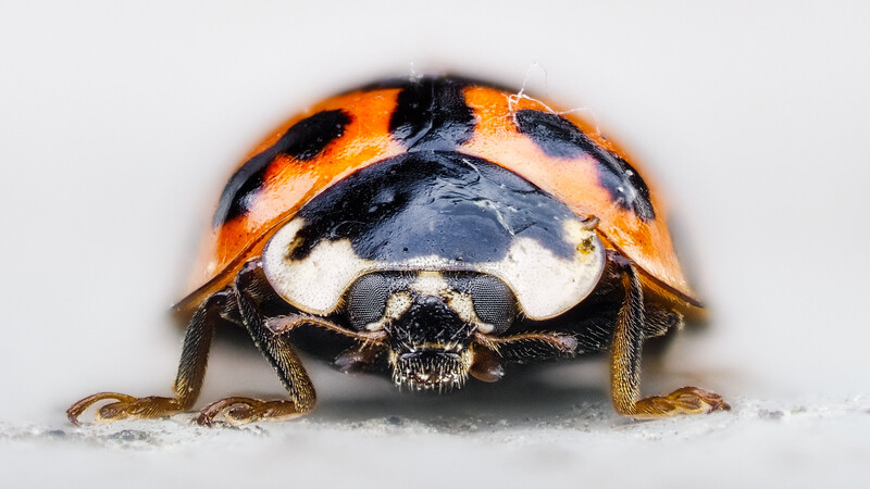 Ladybug photographed from above against a white background, showing detailed wing covers and body structure.