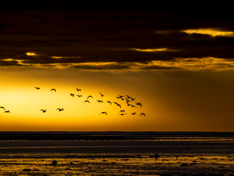 Flock of birds silhouetted against golden sunset sky over ocean horizon.