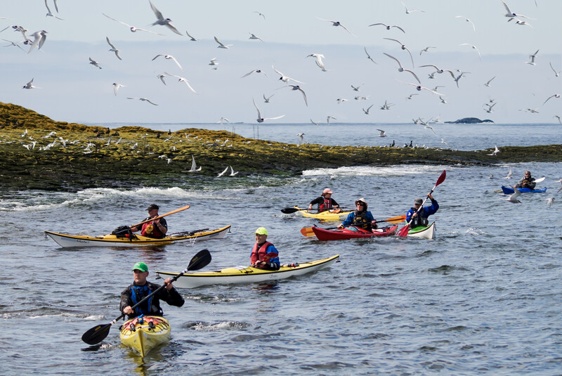 Group of kayakers paddling in shallow coastal waters with rocky shoreline and large seabird flock in flight overhead.