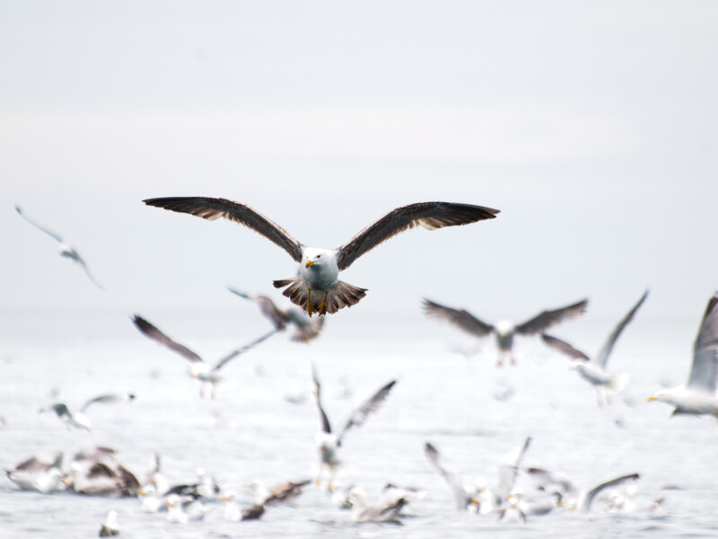 Bald eagle in sharp focus descending toward water with wings spread wide, multiple other eagles blurred in flight around it.
