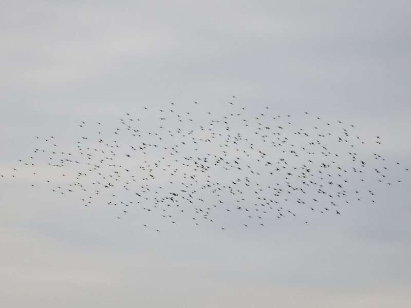 Large flock of birds in flight against an overcast gray sky, dispersed across the frame in a loose formation.