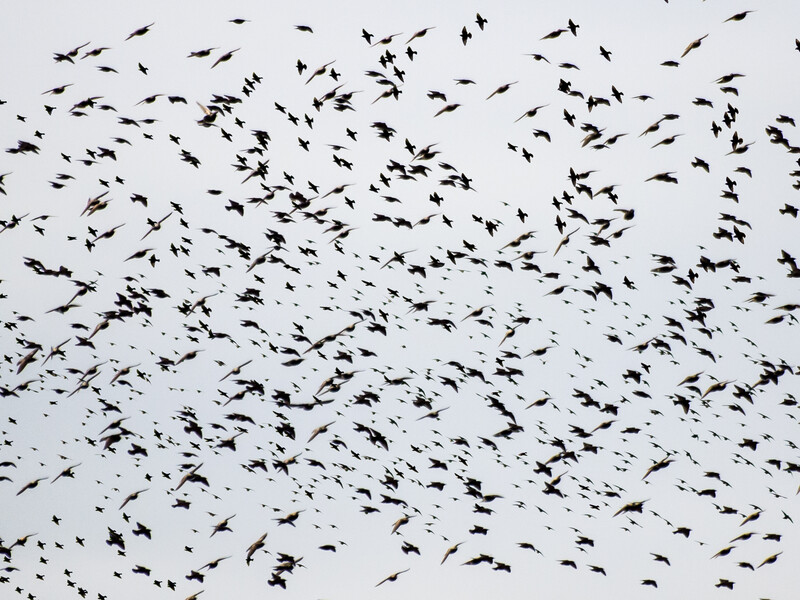 Large flock of birds in flight against a gray overcast sky.
