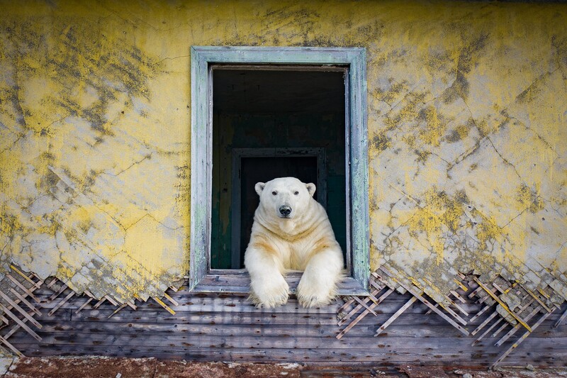 Polar bear sitting in a weathered blue doorway of a deteriorating yellow building.