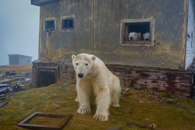 Polar bear standing on moss-covered ground before weathered wooden structures in Arctic landscape.