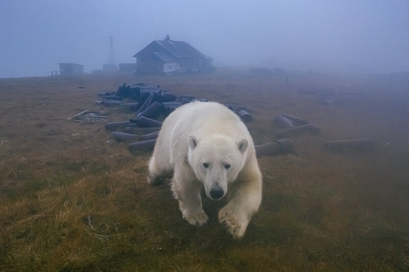 White dog walking toward camera in misty field with abandoned farm buildings in background.