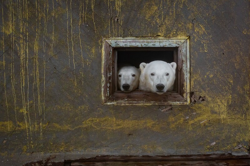Two polar bears peer through a weathered rectangular window in a heavily rusted and corroded metal structure.