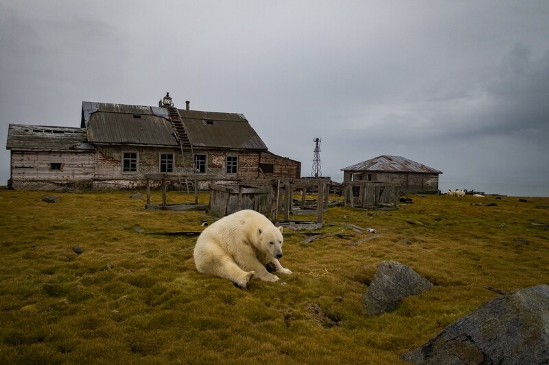 Polar bear in tundra landscape with abandoned wooden buildings behind it.