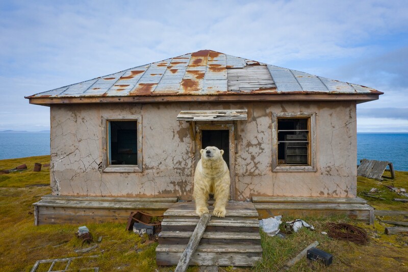 Polar bear standing on the steps of an abandoned concrete structure with a rusted metal roof overlooking coastal tundra and ocean.
