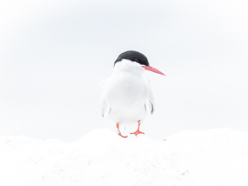 Tern with black cap and pink bill standing in snow against overcast sky.