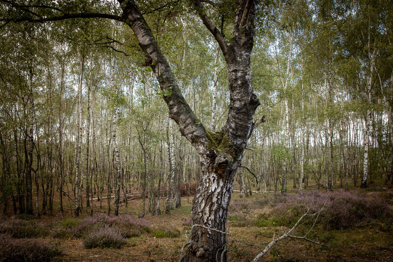 Gnarled birch tree with split trunk in a dense forest of slender white-barked trees.