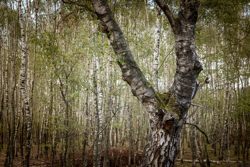 Old birch tree with dark, gnarled trunk standing among younger birches in a dense forest.