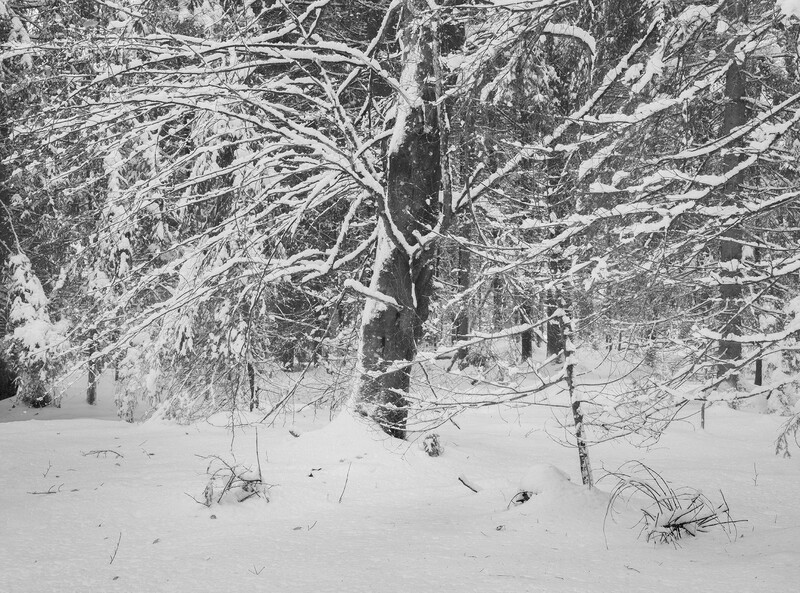 Snow-laden evergreen trees in a winter forest with deep snow covering the ground.