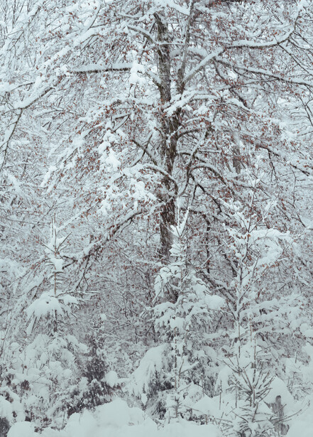 Coniferous tree heavily laden with frost and snow in a winter forest landscape.