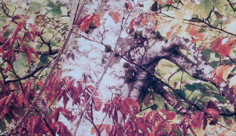 Overhead view of autumn foliage with red and green leaves casting shadows on light blue sky.