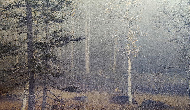 Misty forest with tall conifers and bare birch trees emerging from thick fog.