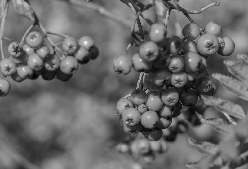 Clusters of rowan berries hanging from branches in black and white photography.