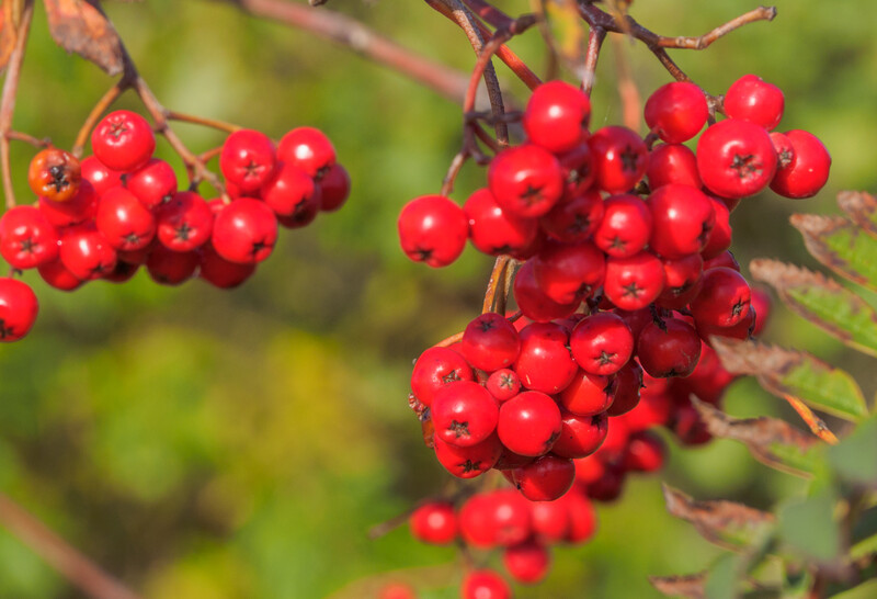Clusters of bright red rowan berries hang from branches with burgundy stems against a soft green blurred background.
