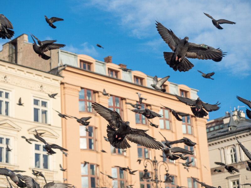 Flock of pigeons in flight above a peach-colored residential building against a blue sky.