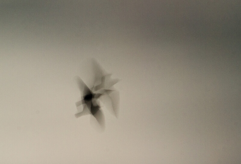 Motion blur photograph of a black insect or drone rotating against a neutral beige background.
