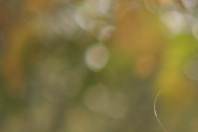 Soft, blurred bokeh of green and golden tones with out-of-focus light circles.